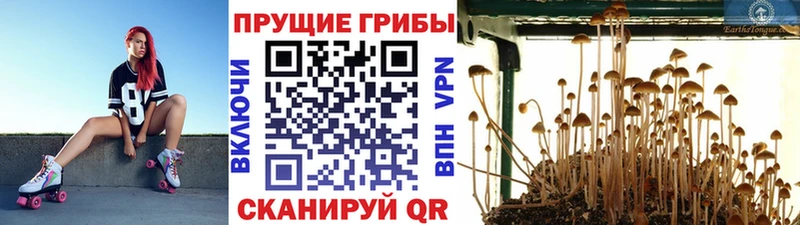 KRAKEN ссылка купить наркоту Томск Псилоцибиновые грибы Magic Shrooms